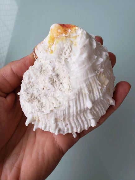 Concha do mar spondylus 16