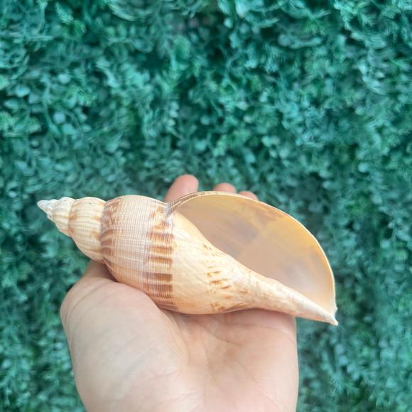 Concha do Mar Simulatrix Cod 8