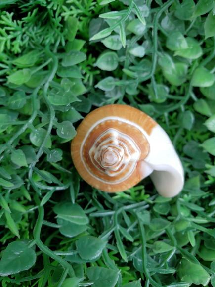 Concha do Mar Strombus 60