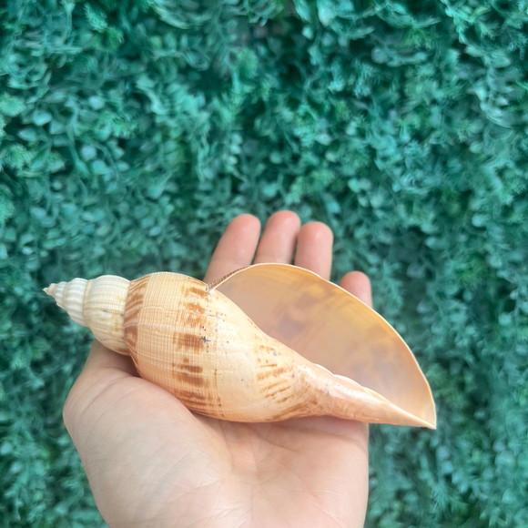 Concha do Mar Simulatrix Cod 7