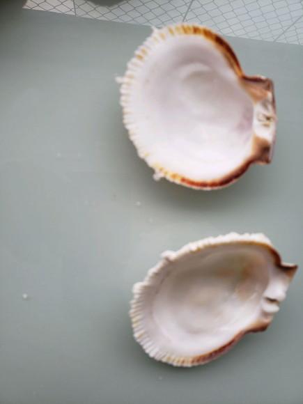 Concha do mar spondylus 16