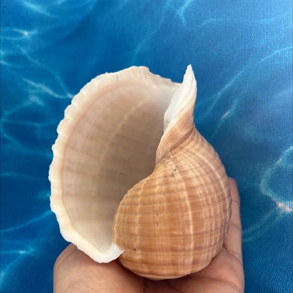 Concha do Mar Tona 13