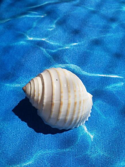 Concha do Mar Tona Cod 03