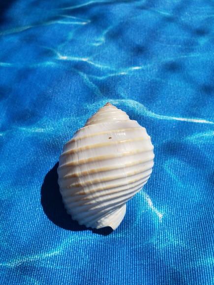 Concha do Mar Tona Cod 03