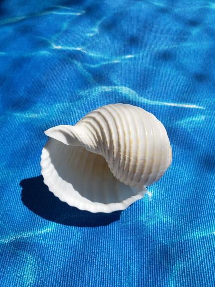 Concha do Mar Tona Cod 03
