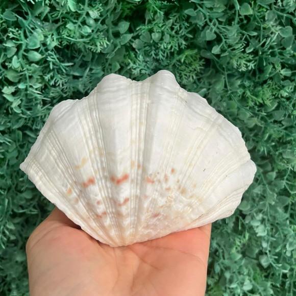 Concha do Mar Tridacna Cod 1