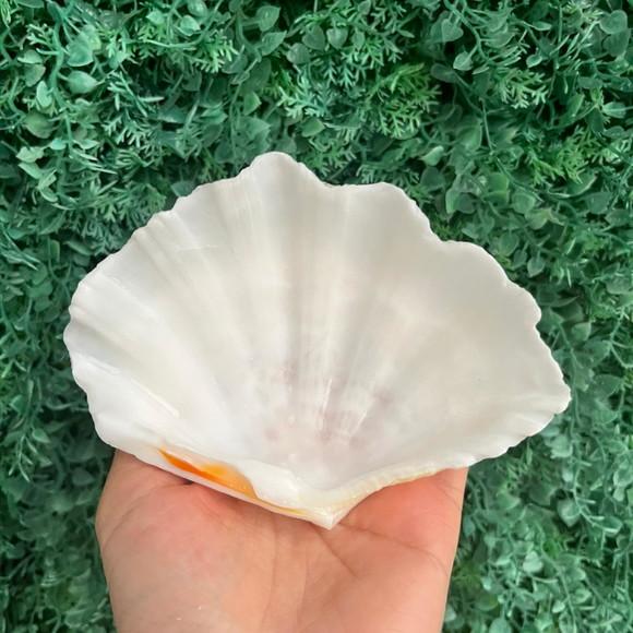 Concha do Mar Tridacna Cod 1