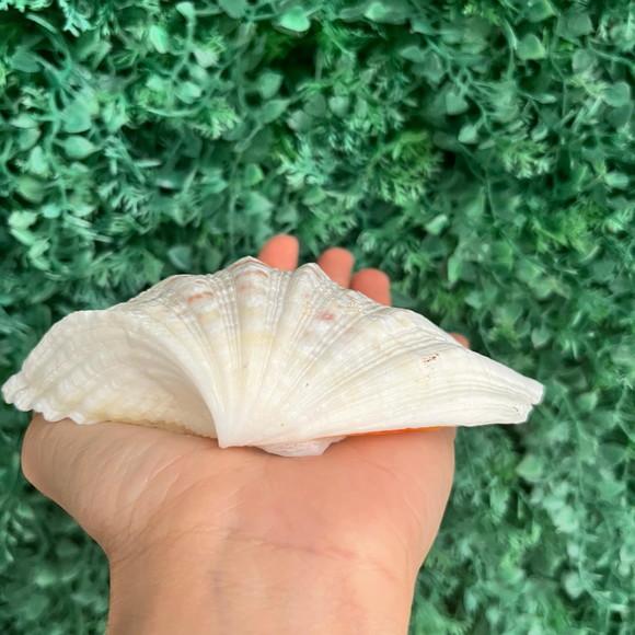 Concha do Mar Tridacna Cod 1