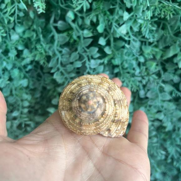 Concha do Mar Turbo 01