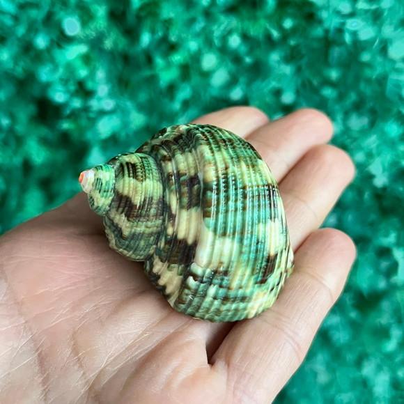 Concha do Mar Turbo 24