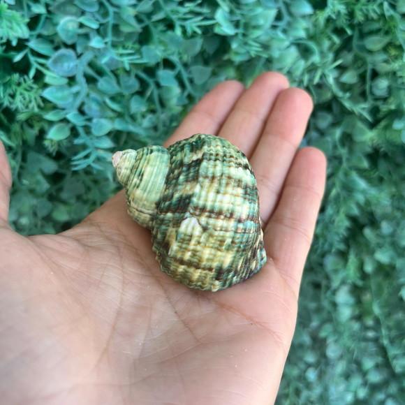 Concha do Mar Turbo 98