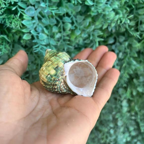 Concha do Mar Turbo 98