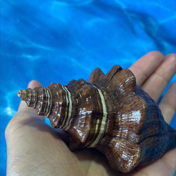 Concha do Mar Turbo 88