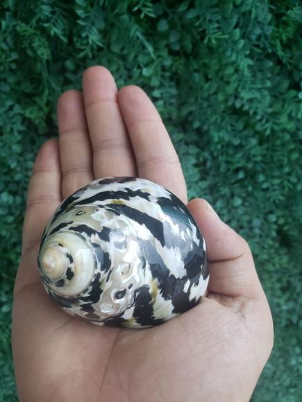 Concha do Mar Turbo Black 25