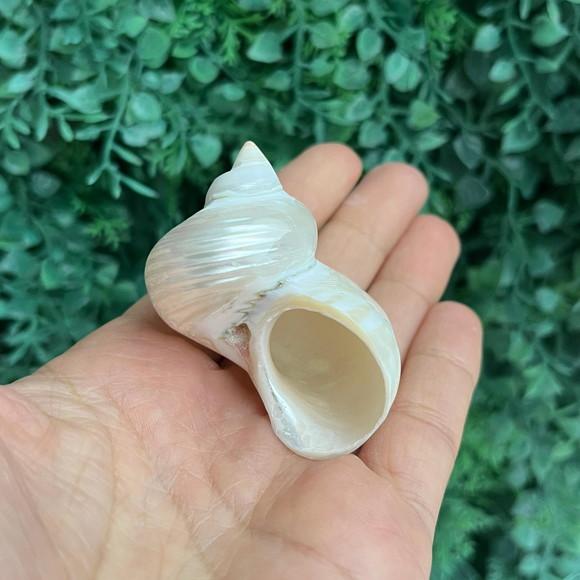 Concha do Mar Turbo Burgues