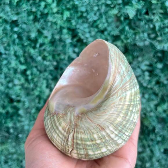 Concha do Mar Turbo Gg Cod 101