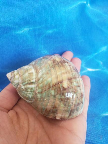 Concha do mar Turbo Burgues cod 28