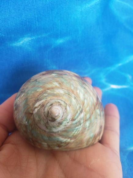 Concha do mar Turbo Burgues cod 28