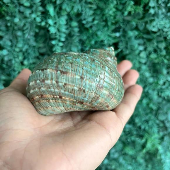 Concha do Mar Turbo Burgues 26