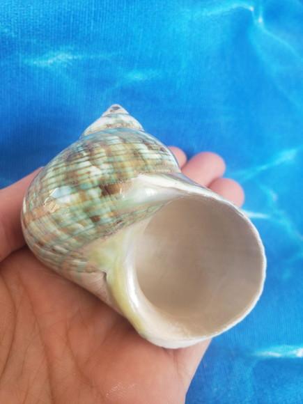 Concha do mar Turbo Burgues cod 28