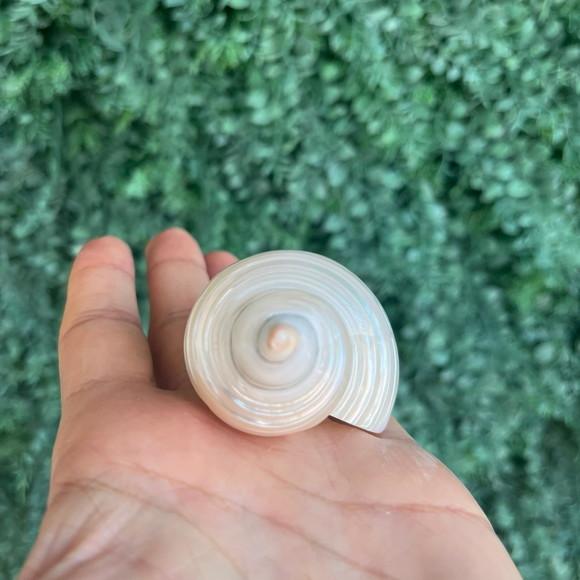 Concha do Mar Turbo Pérola Cod 30