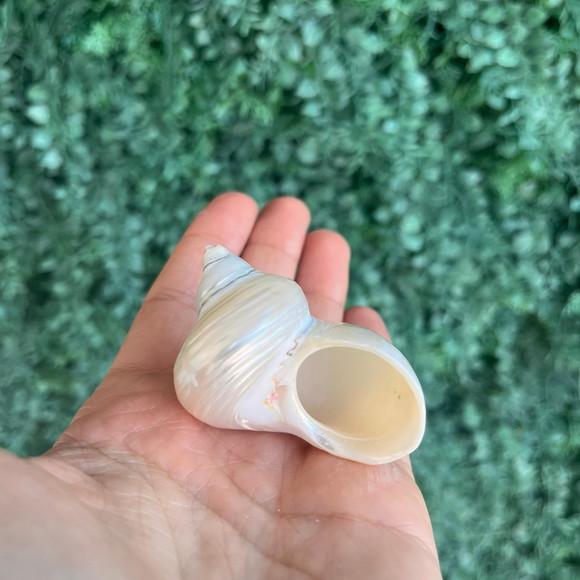 Concha do Mar Turbo Pérola Cod 30