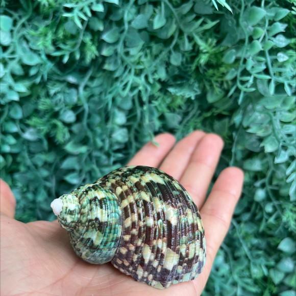 Concha do Mar Turbo P 07