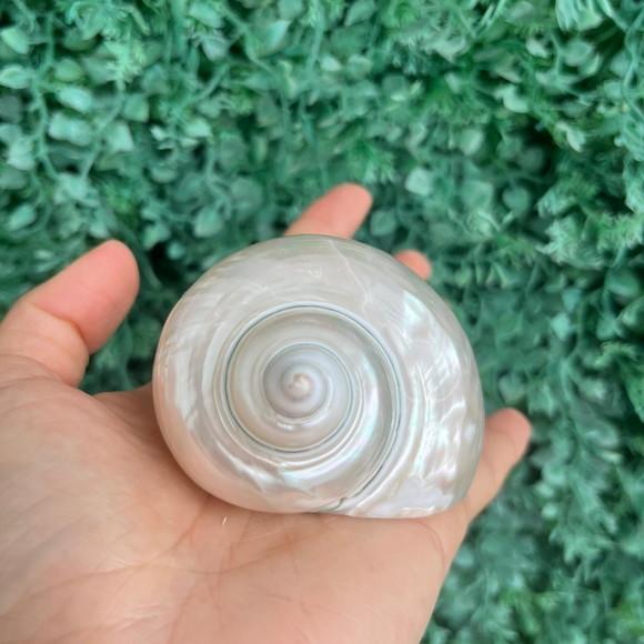 Concha do Mar Turbo m Cod 054