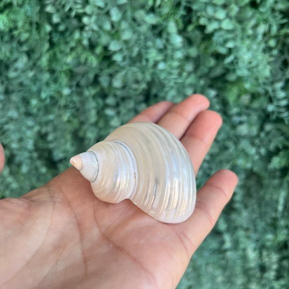 Concha do Mar Turbo Pérola Cod 30