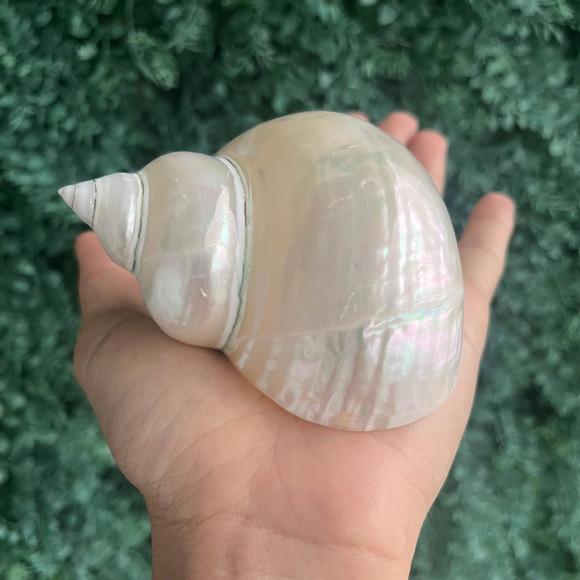 Concha do Mar Turbo Perolada Cod 03