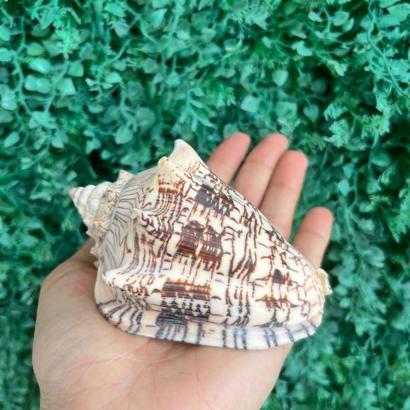 Concha do Mar Voluta Ebraea G Cod 92