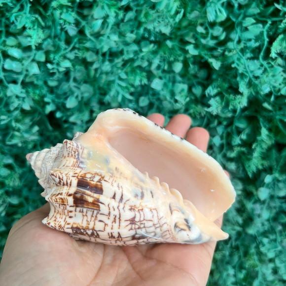 Concha do Mar Voluta Ebraea G Cod 92