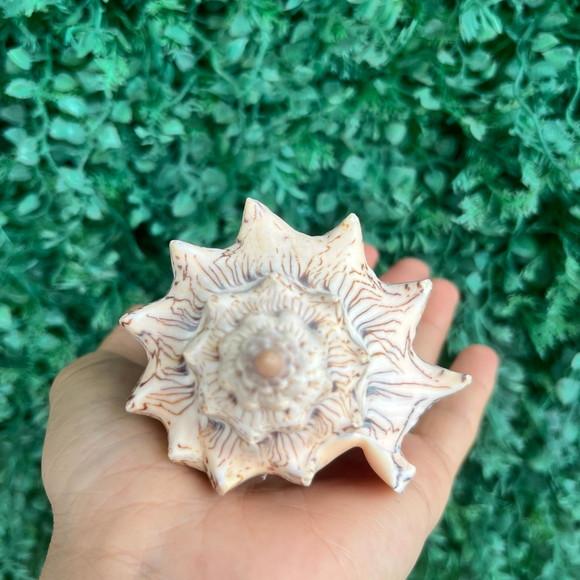 Concha do Mar Voluta Ebraea G Cod 92