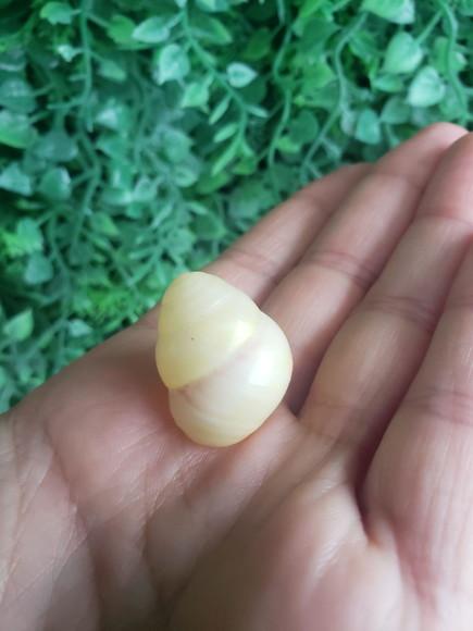 Concha Land Snail Yellow 01