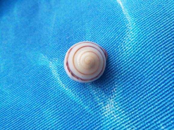 Concha Land Snail