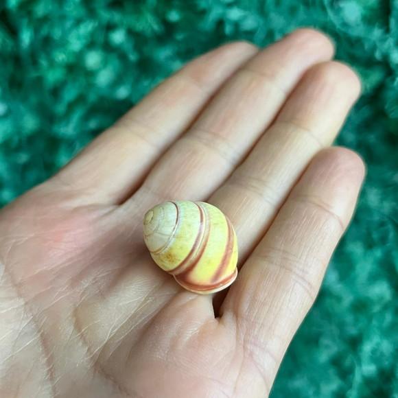 Concha Land Snail Yellow Cod 47