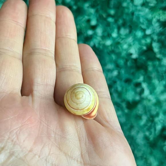 Concha Land Snail Yellow Cod 47