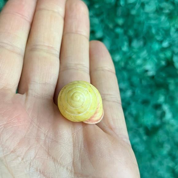 Concha Land Snail Yellow Cod 46