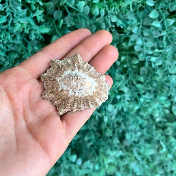Concha Patella Oculus 01