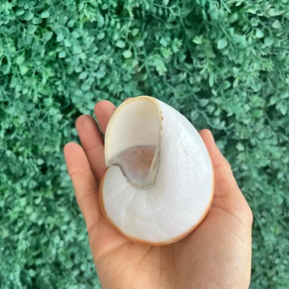 Concha Ryssota Ovum 01