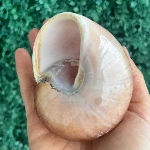 Concha Ryssota Ovum 02