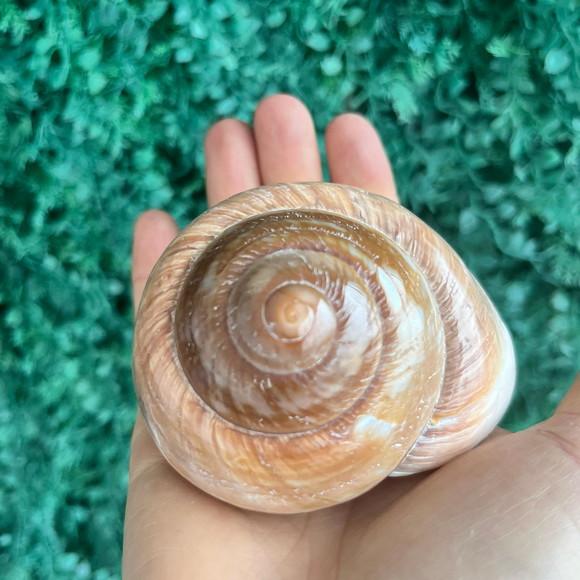 Concha Ryssota Ovum 02