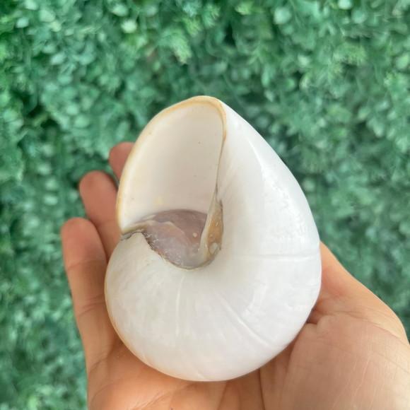 Concha Ryssota Ovum 04