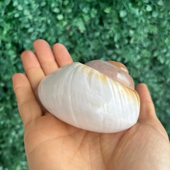 Concha Ryssota Ovum 04