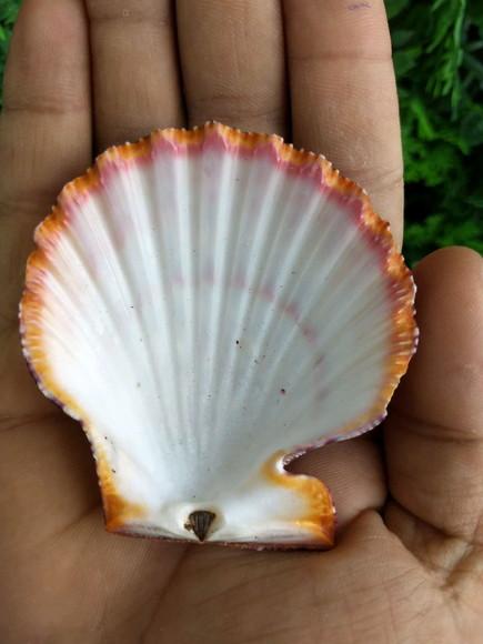 Concha shell P 05