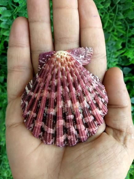 Concha shell P 05