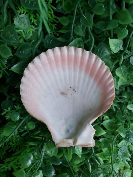 Concha shell P 03