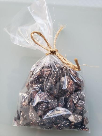 Conchas 100 unidades