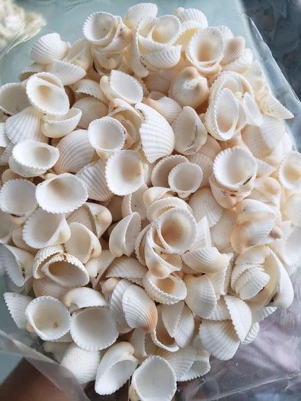 Conchas do mar 100 unidades