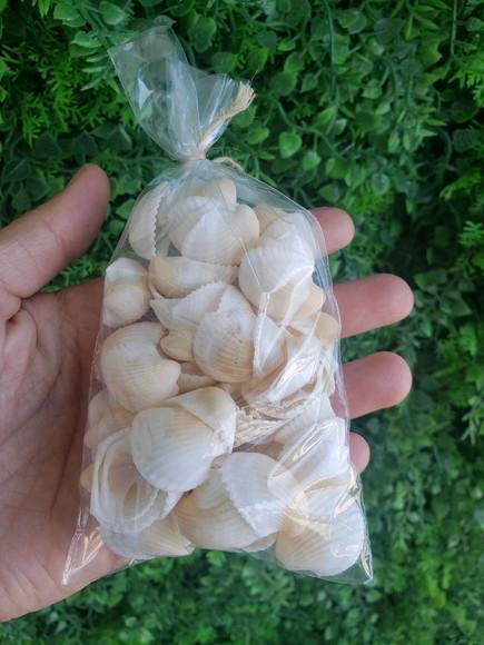 Conchas do mar 50 unidades